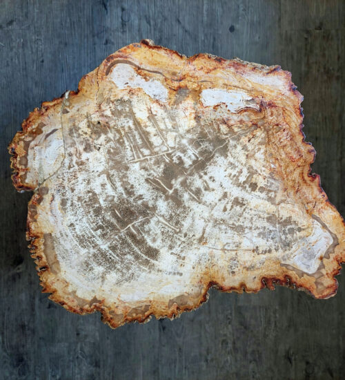 Fossil Wood Table