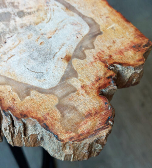 Fossil Wood Table