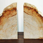 Fossil Wood book ends