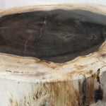 Fossil Wood plinth or table