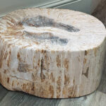 Fossil Wood plinth or table