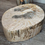 Fossil Wood plinth or table