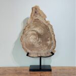 fossil-wood-slice
