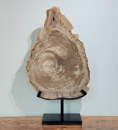 fossil-wood-slice