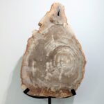 fossilised-wood-slice-sculpture