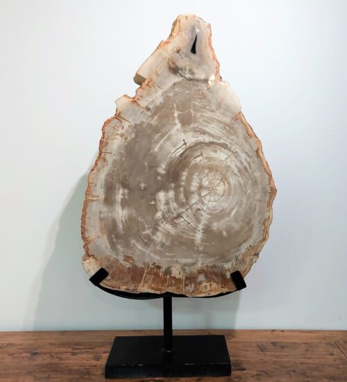 fossilised-wood-slice-sculpture