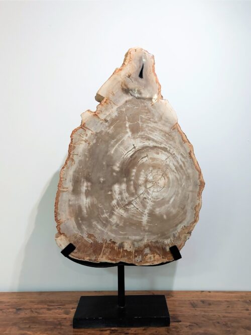 fossilised-wood-slice-sculpture