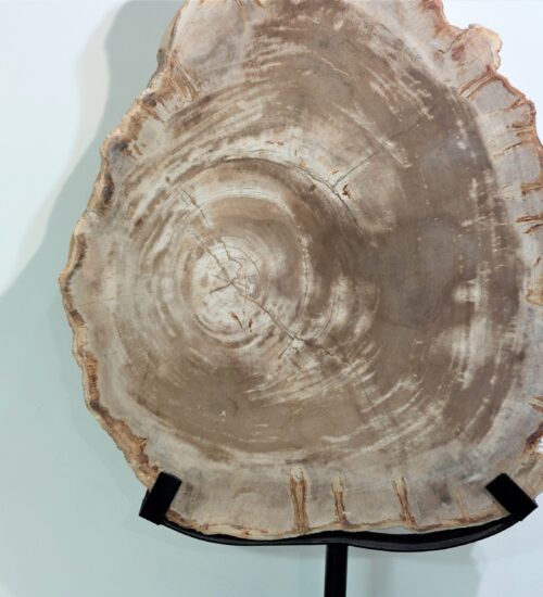 fossilised wood slab sculpture