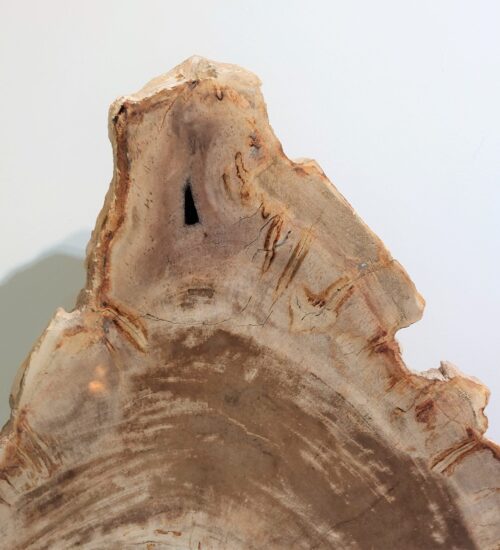 indonesian-fossil-wood-slab