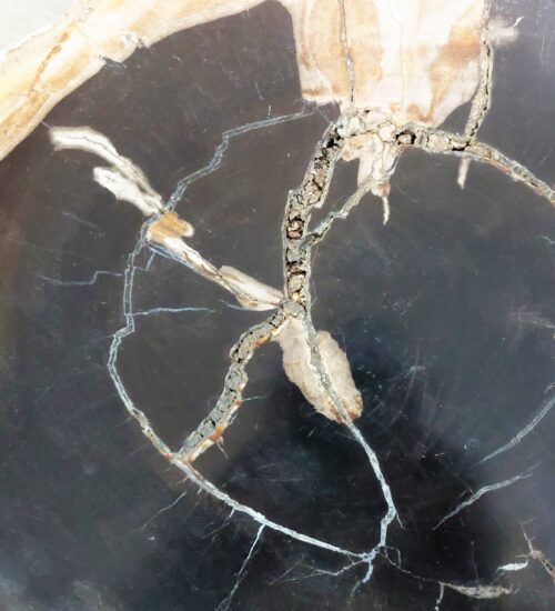 Indonesian-fossilised-tree-table