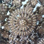 antique-woman's-crown